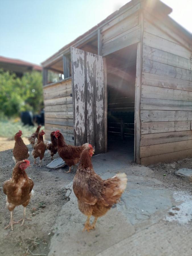 Ormília Agrikia Tis Vasilikis 아파트 외부 사진