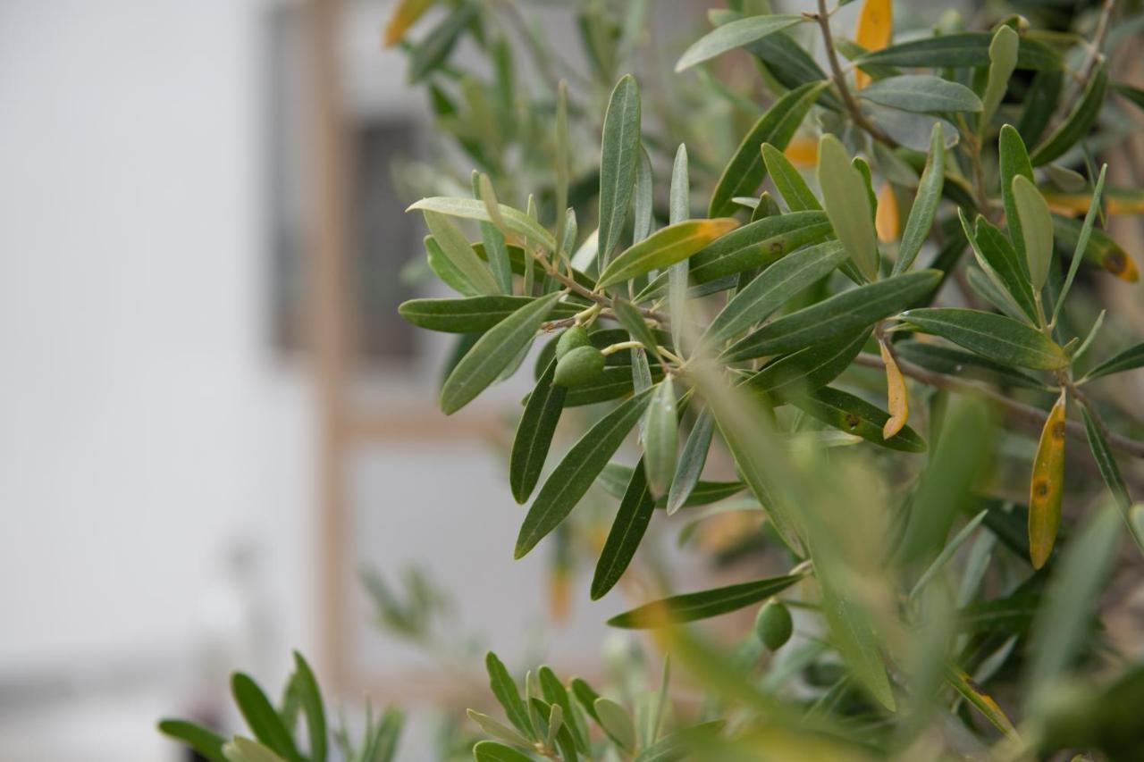 Ormília Agrikia Tis Vasilikis 아파트 외부 사진