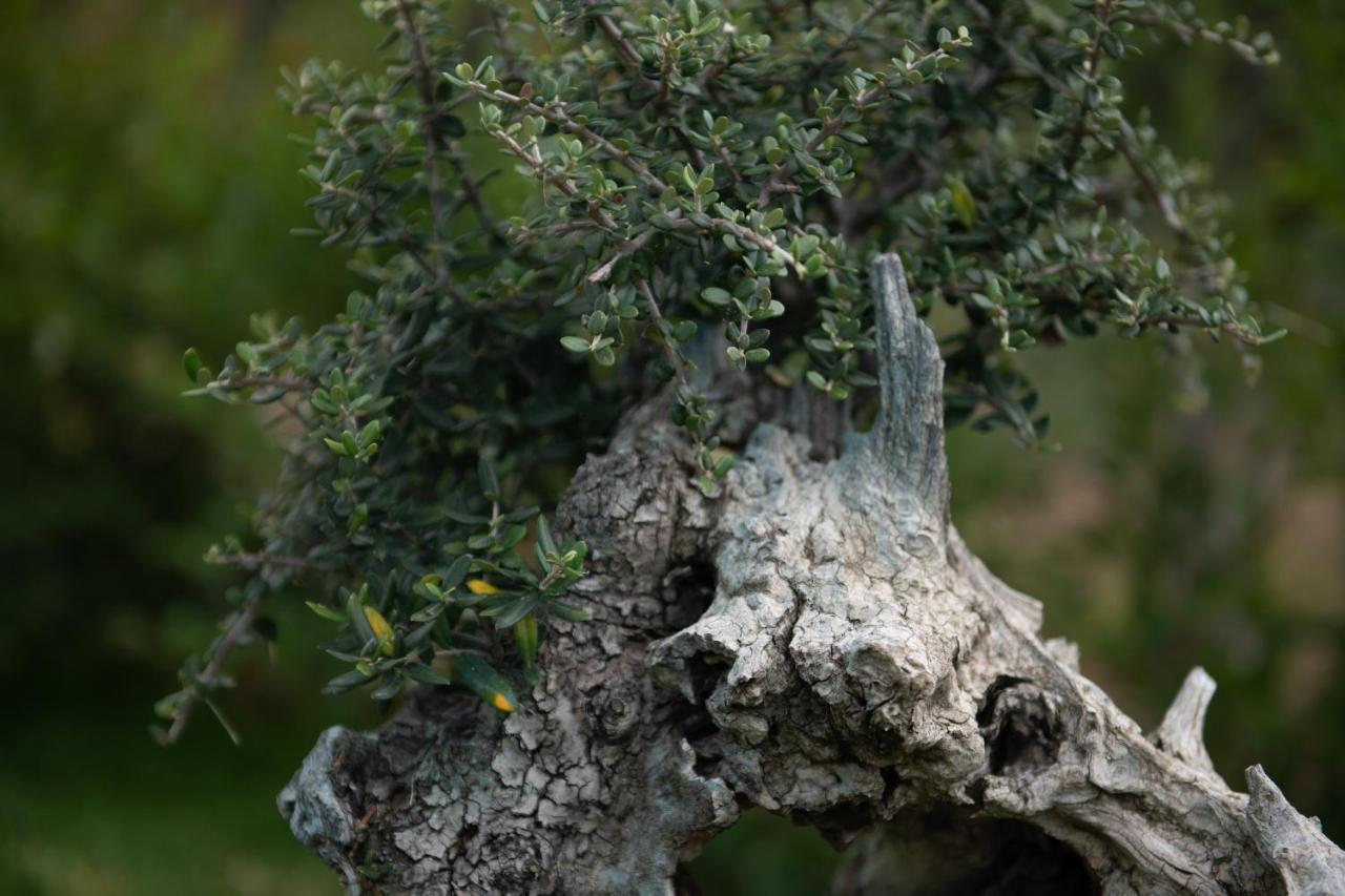 Ormília Agrikia Tis Vasilikis 아파트 외부 사진