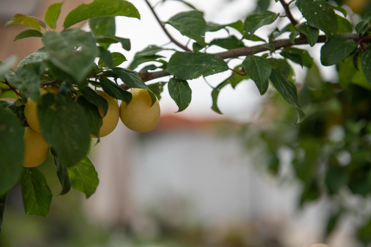 Ormília Agrikia Tis Vasilikis 아파트 외부 사진