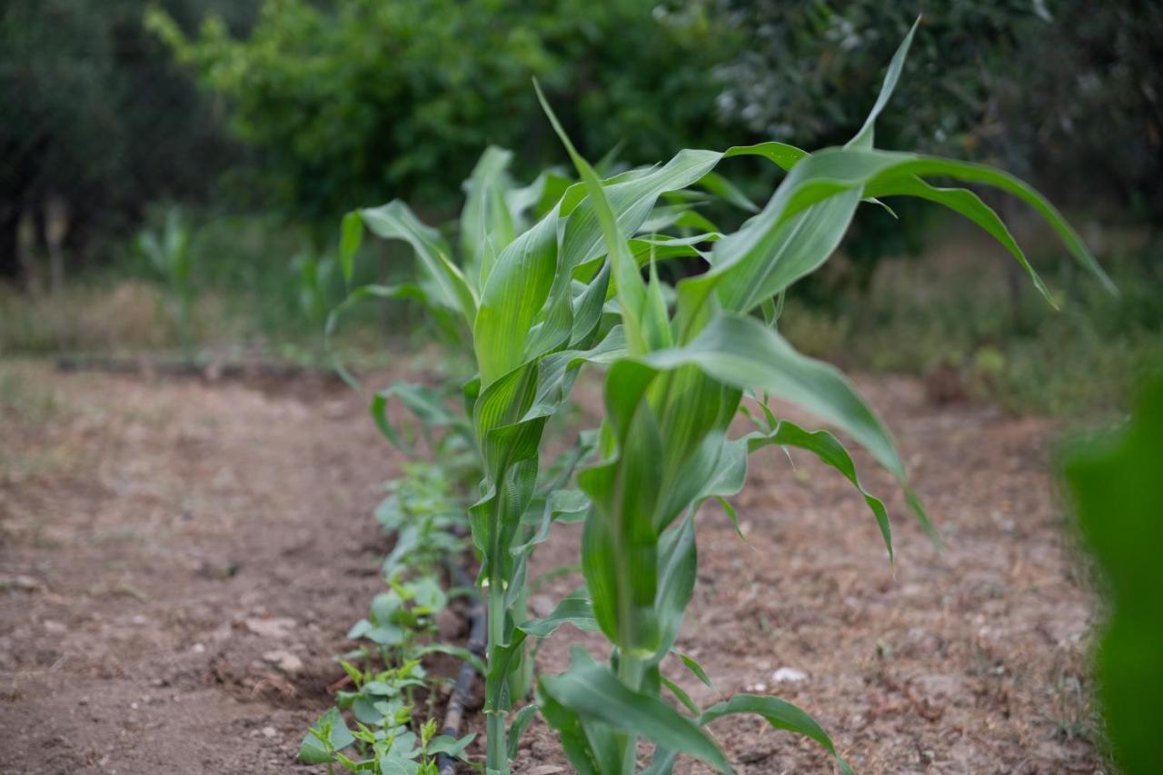 Ormília Agrikia Tis Vasilikis 아파트 외부 사진